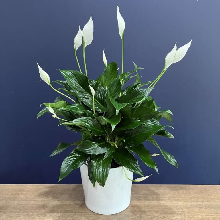 Peace Lily