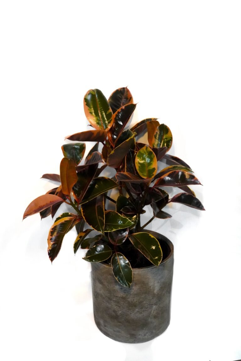 Ficus Ruby