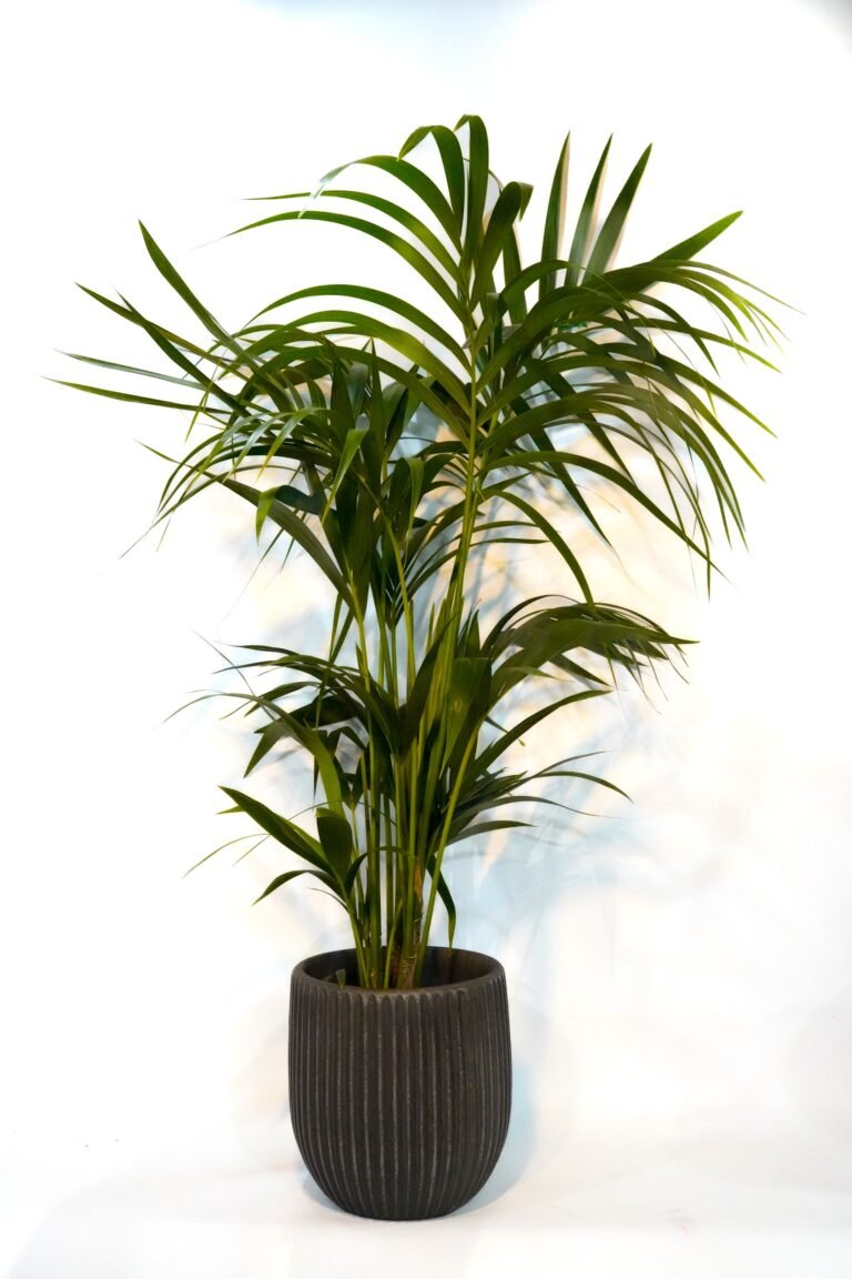 Kentia Palm