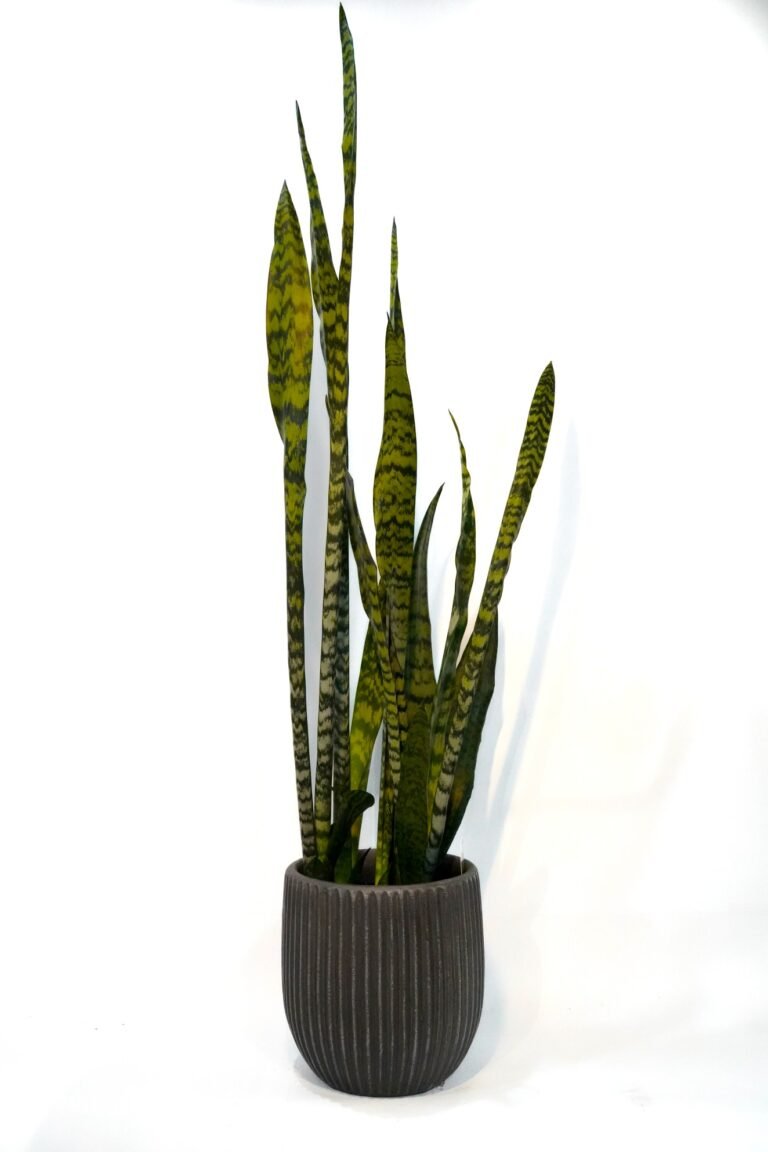 Mother in law tounge