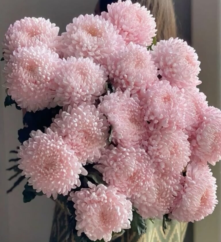 Pink Mums