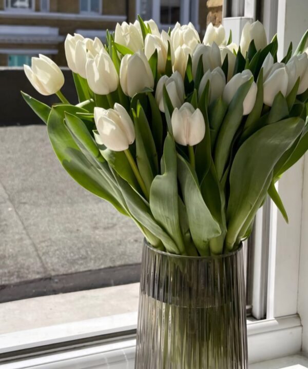 White Tulips