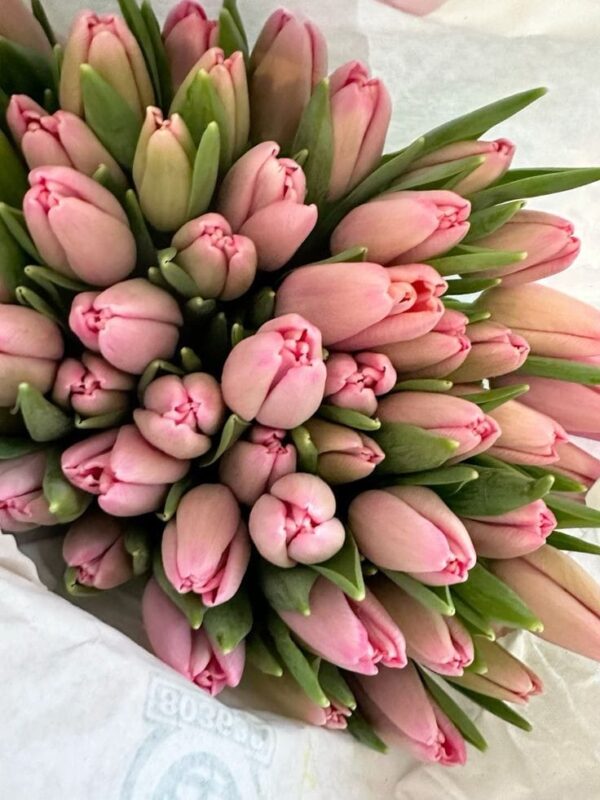Pink Tulips
